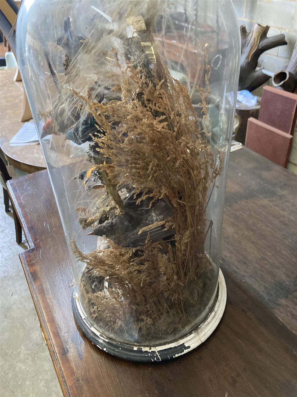 A Victorian taxidermic bird display in a glass dome, height 71cm